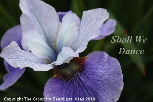 Shall We Dance 16.5 (3)